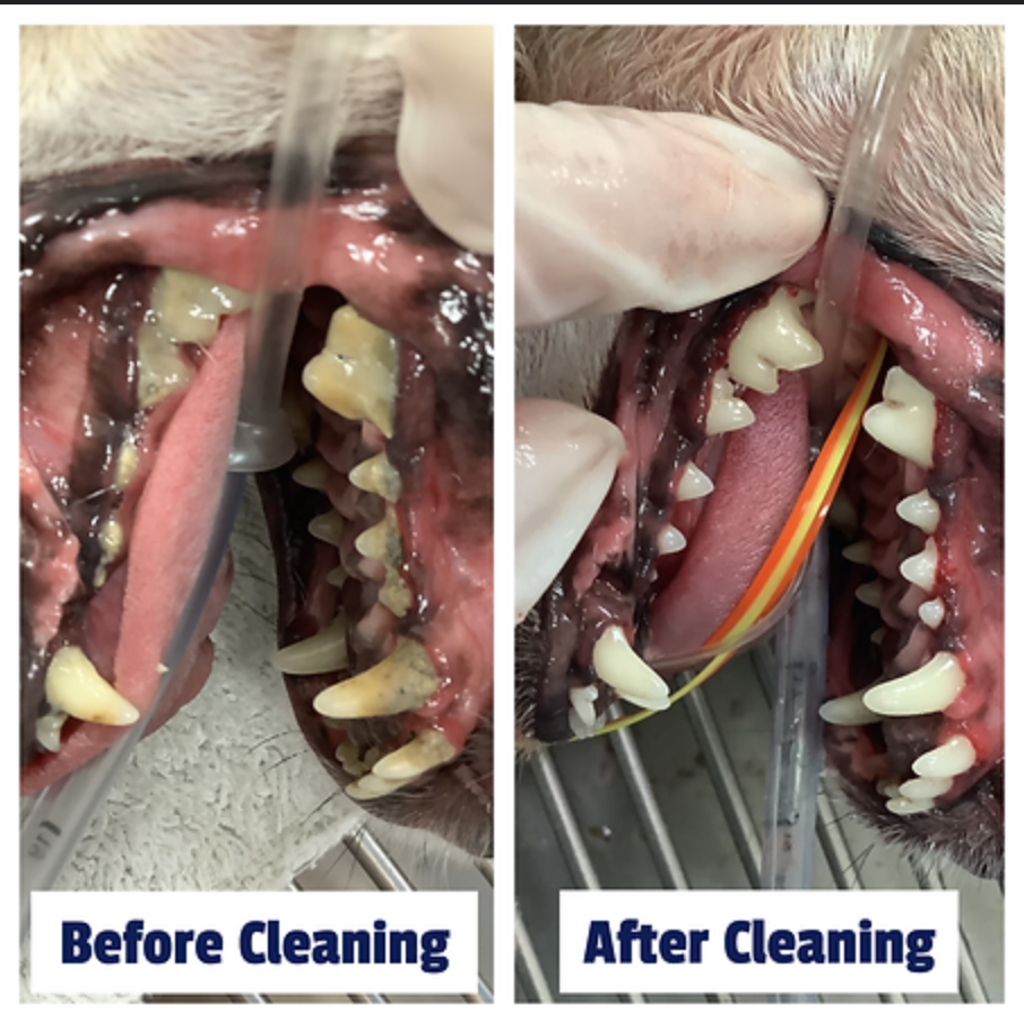 Pup Sonic Clean Care