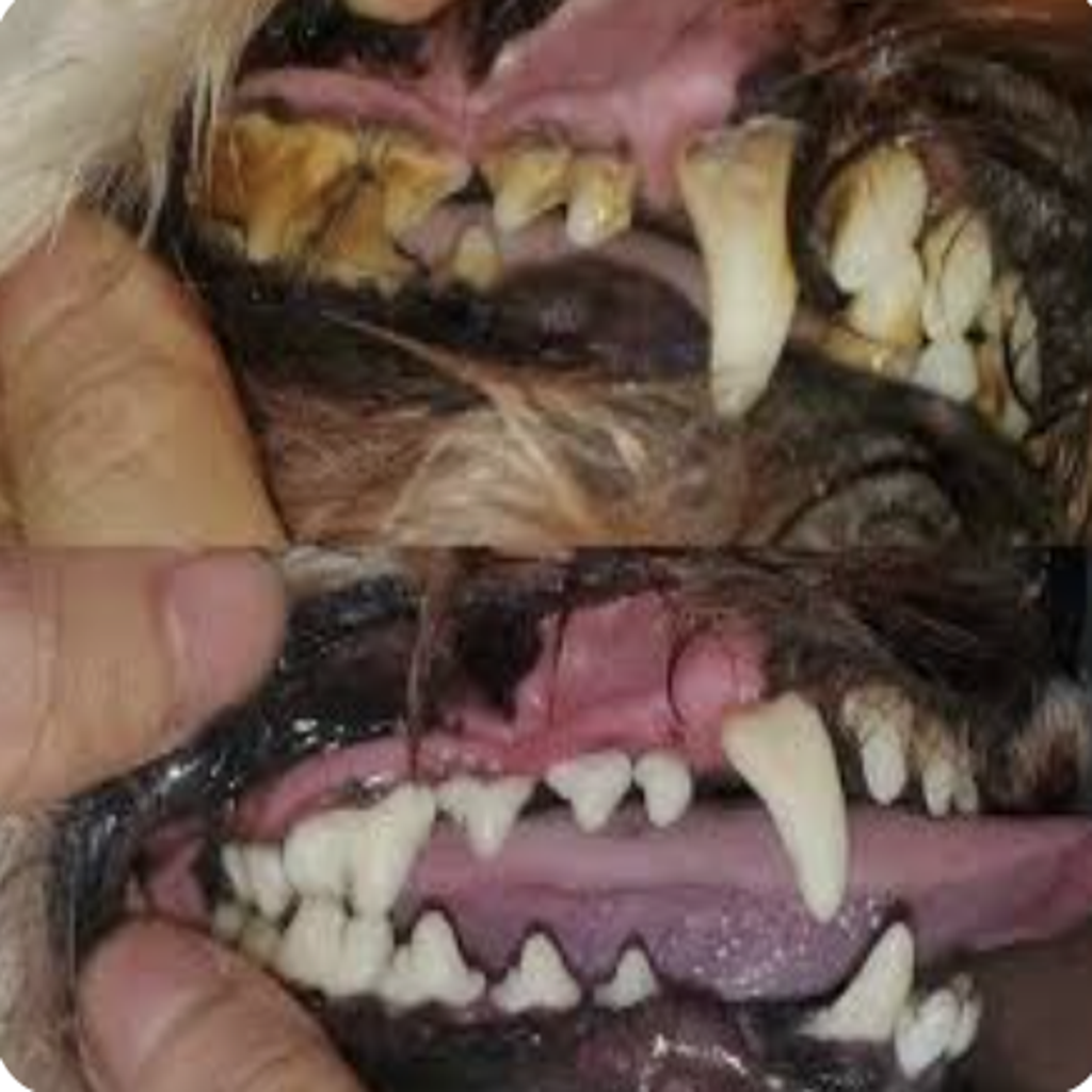 Pup Sonic Clean Care