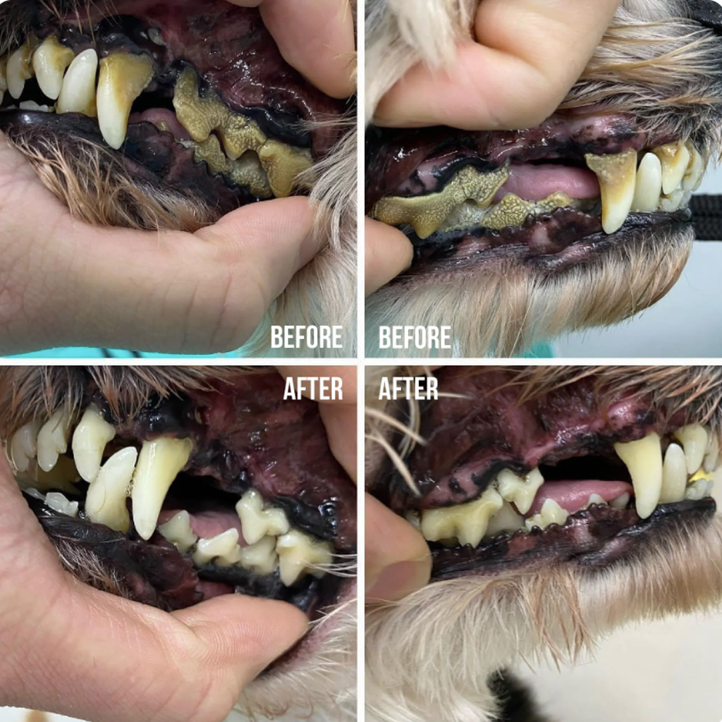 Pup Sonic Clean Care